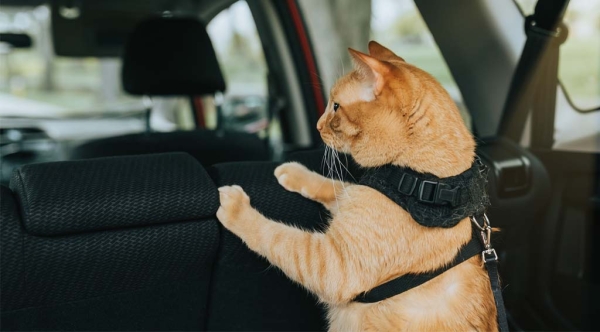 Gatto in auto? Ecco come evitare ansia e problemi durante il viaggio